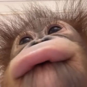 Meet your Posher, Millie